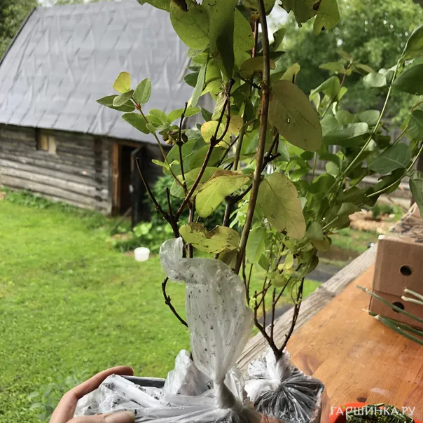 превью изображения отзыва