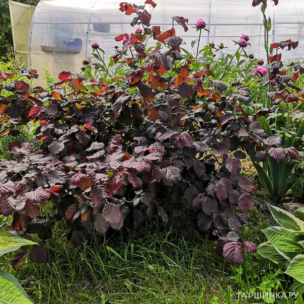 превью изображения отзыва