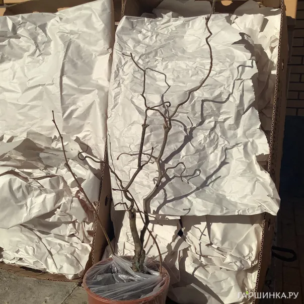 превью изображения отзыва