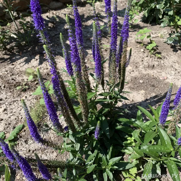 превью изображения отзыва