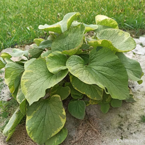 превью изображения отзыва