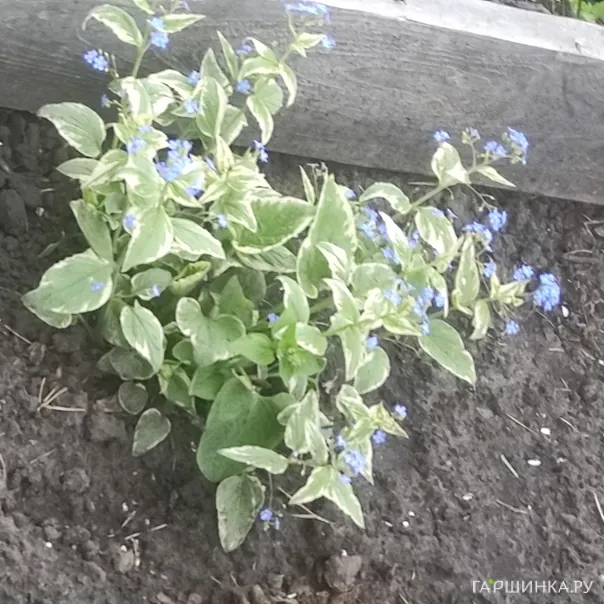 превью изображения отзыва