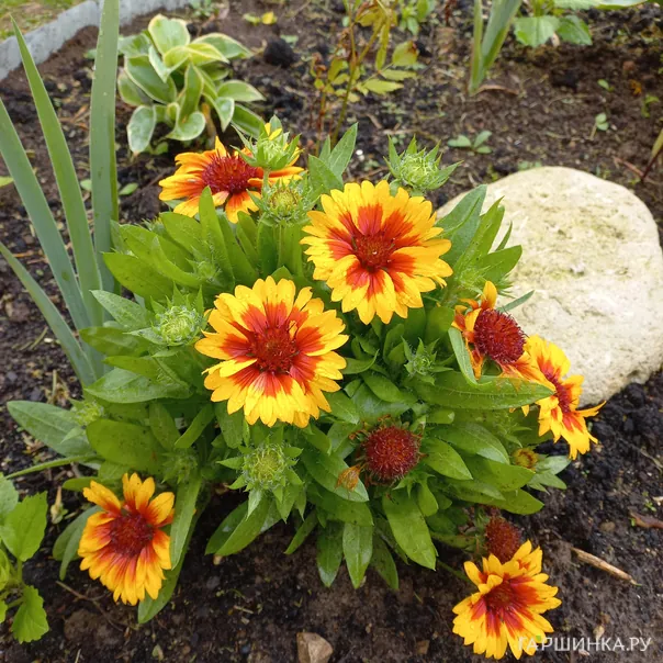 превью изображения отзыва