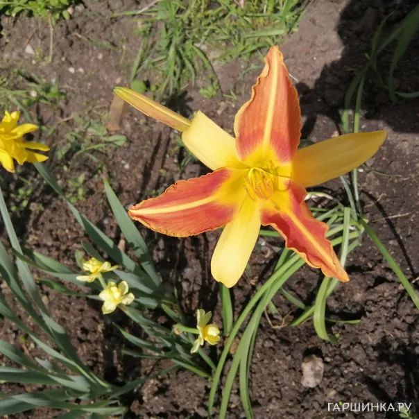 превью изображения отзыва