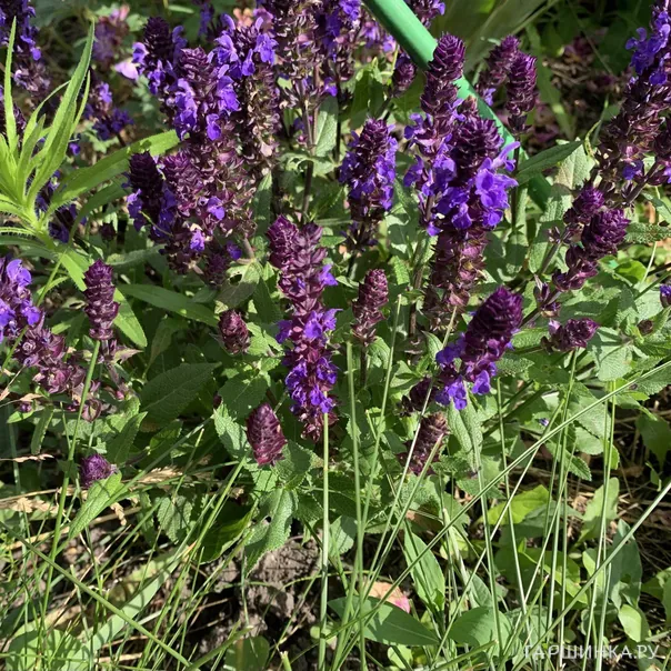 превью изображения отзыва