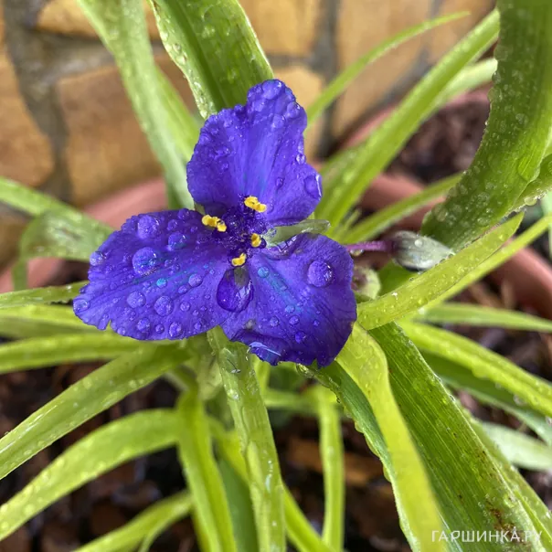 превью изображения отзыва