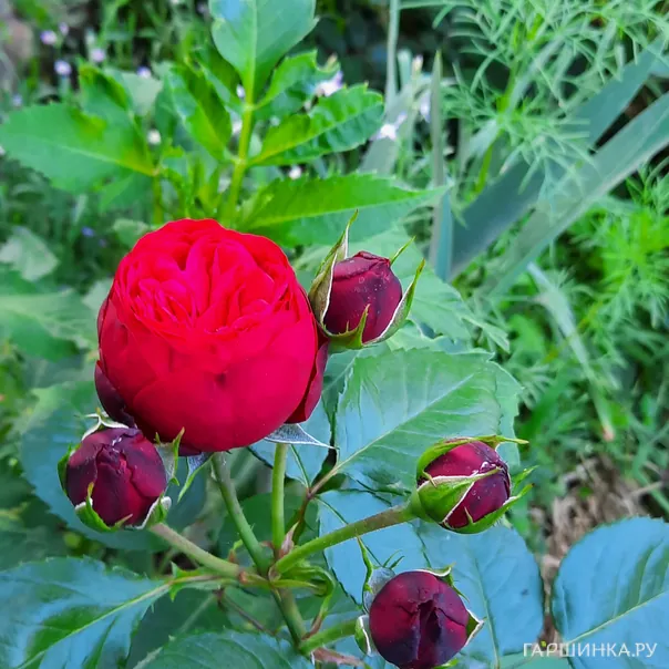 превью изображения отзыва