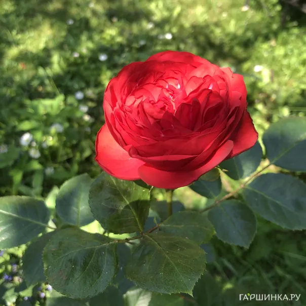 превью изображения отзыва