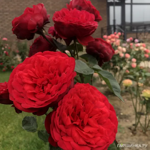 превью изображения отзыва