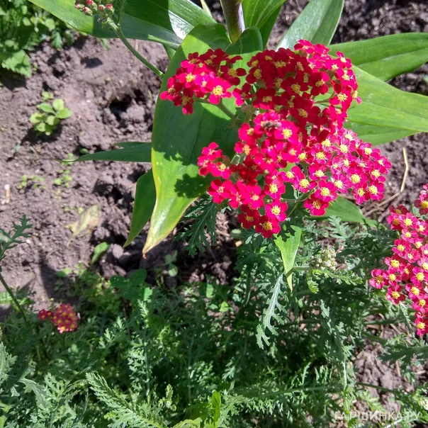 превью изображения отзыва