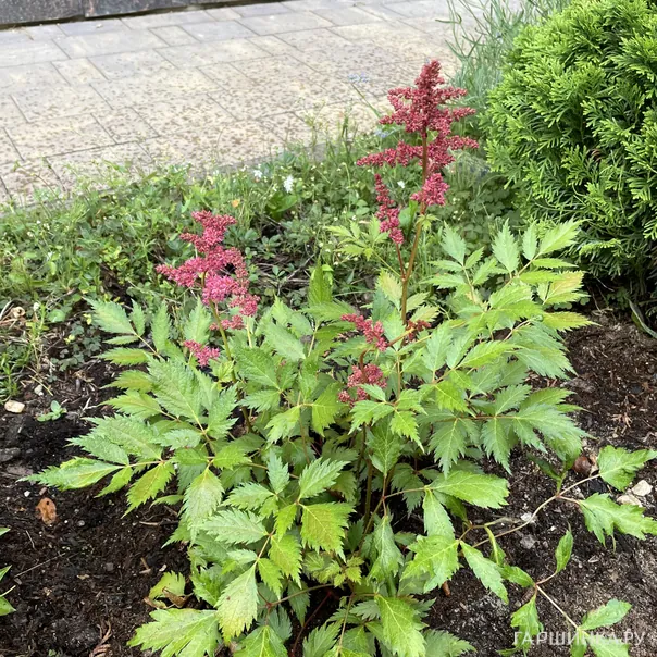 превью изображения отзыва