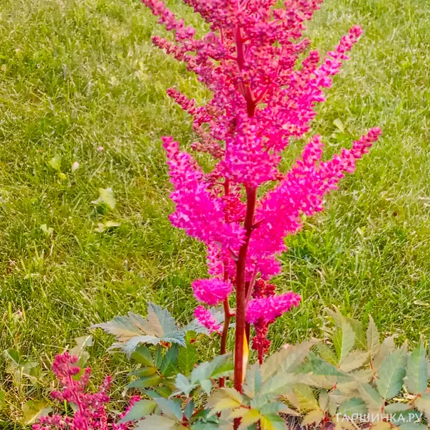 превью изображения отзыва