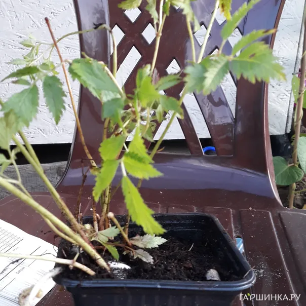 превью изображения отзыва