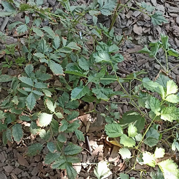 превью изображения отзыва