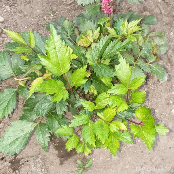 превью изображения отзыва