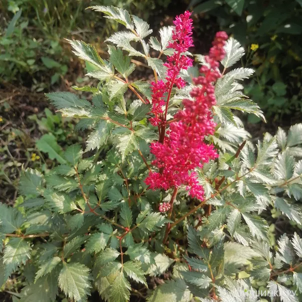 превью изображения отзыва