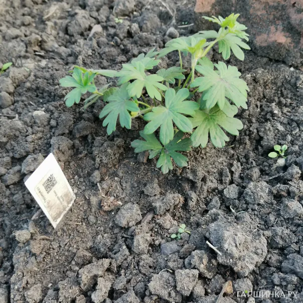 превью изображения отзыва