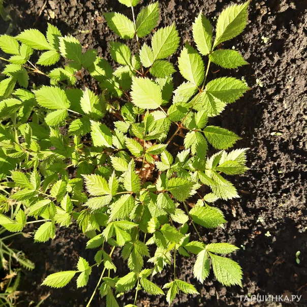 превью изображения отзыва