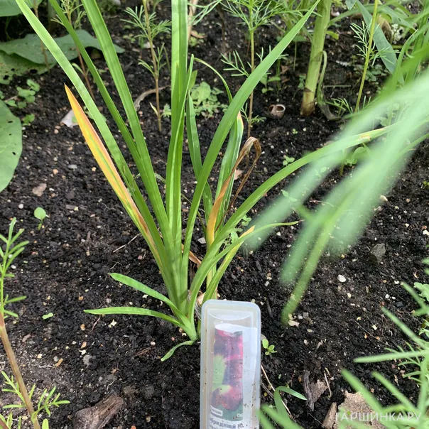 превью изображения отзыва