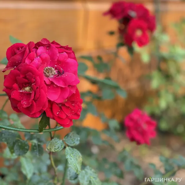 превью изображения отзыва