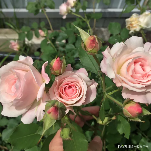 превью изображения отзыва