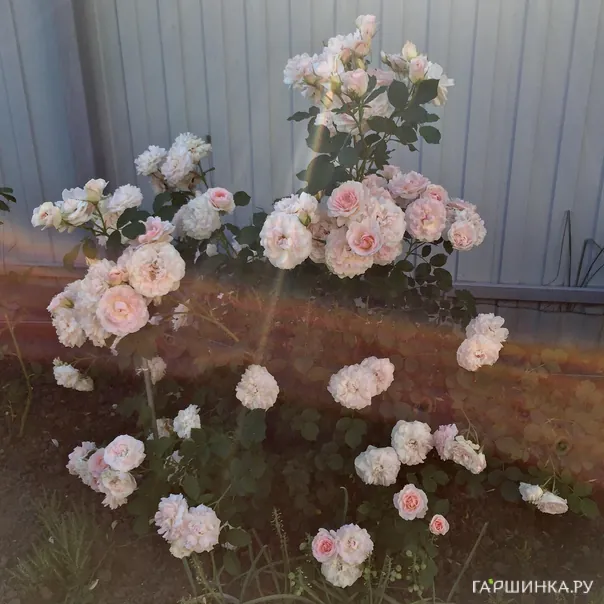 превью изображения отзыва