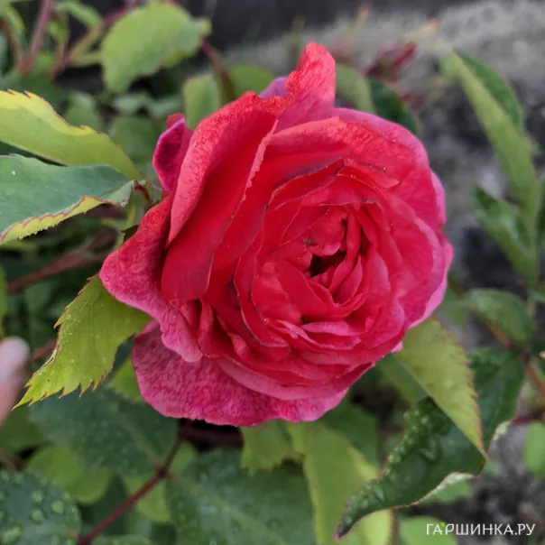 превью изображения отзыва