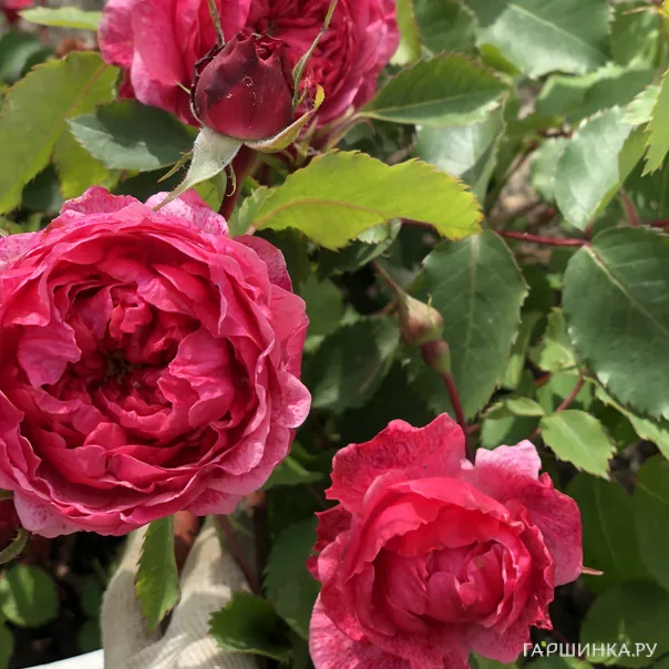 превью изображения отзыва