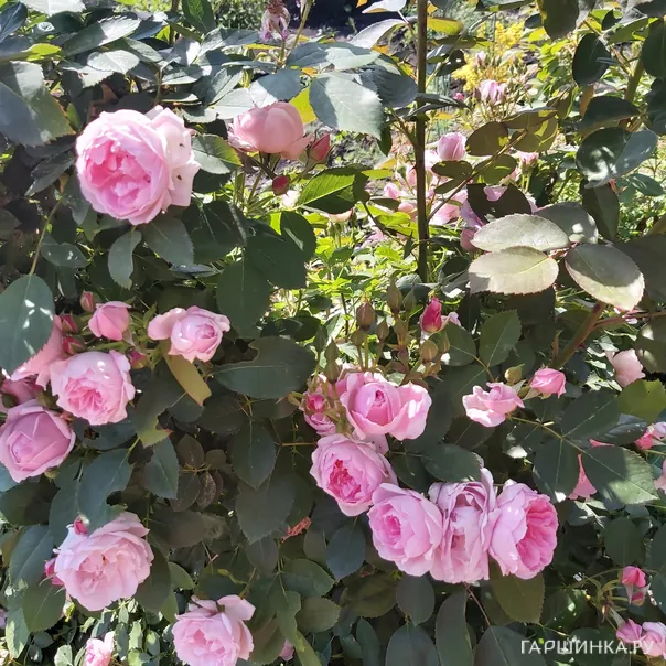 превью изображения отзыва