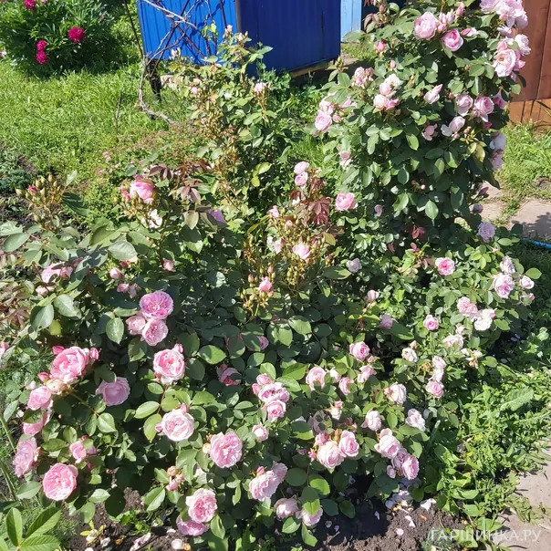 превью изображения отзыва