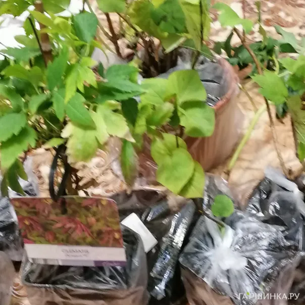 превью изображения отзыва