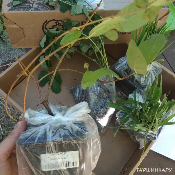 превью изображения отзыва