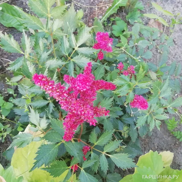 превью изображения отзыва