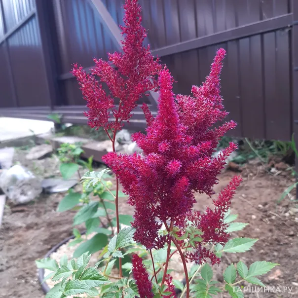 превью изображения отзыва