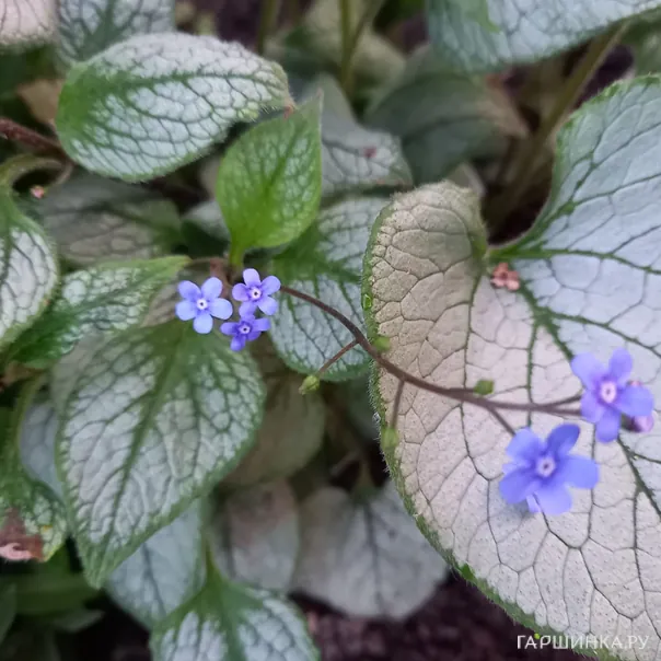 превью изображения отзыва