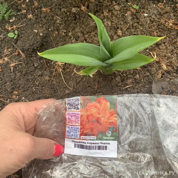 превью изображения отзыва