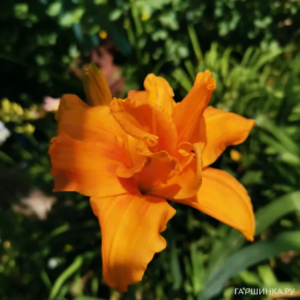 превью изображения отзыва