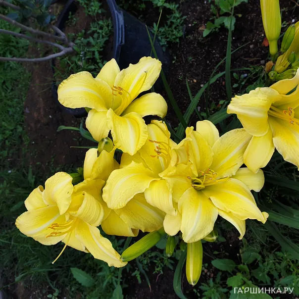 превью изображения отзыва