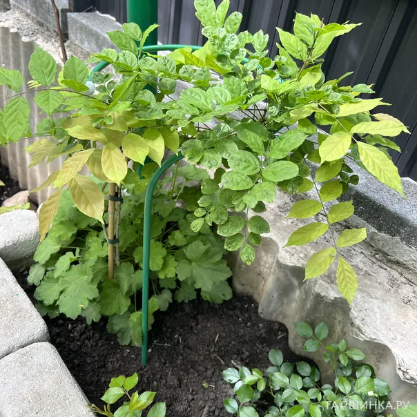 превью изображения отзыва