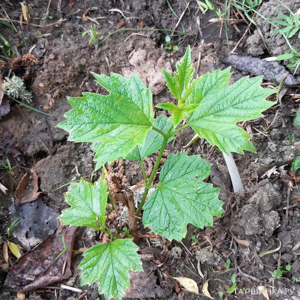 превью изображения отзыва