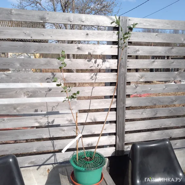 превью изображения отзыва