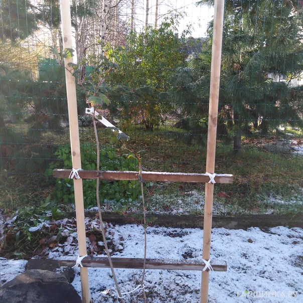 превью изображения отзыва