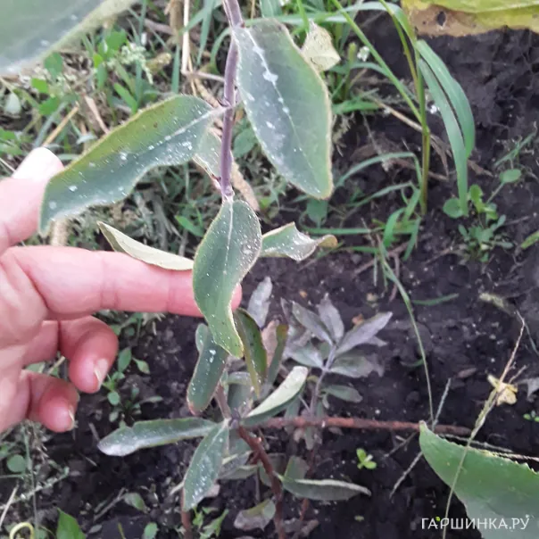 превью изображения отзыва