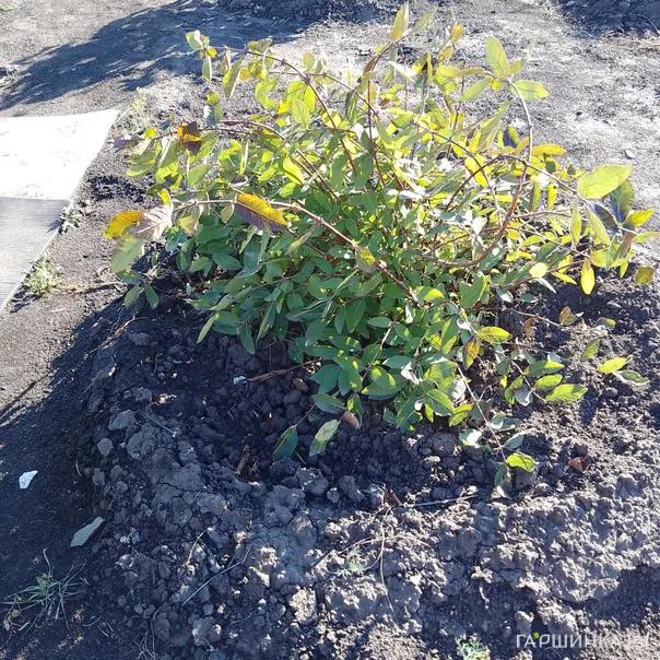 превью изображения отзыва