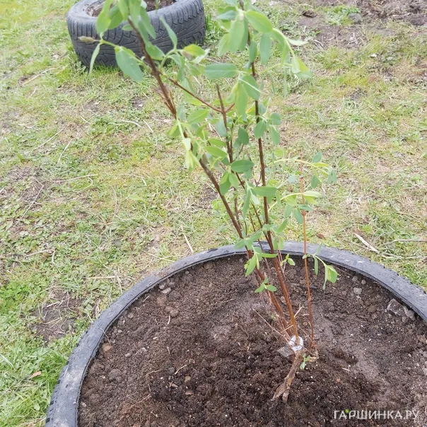 превью изображения отзыва