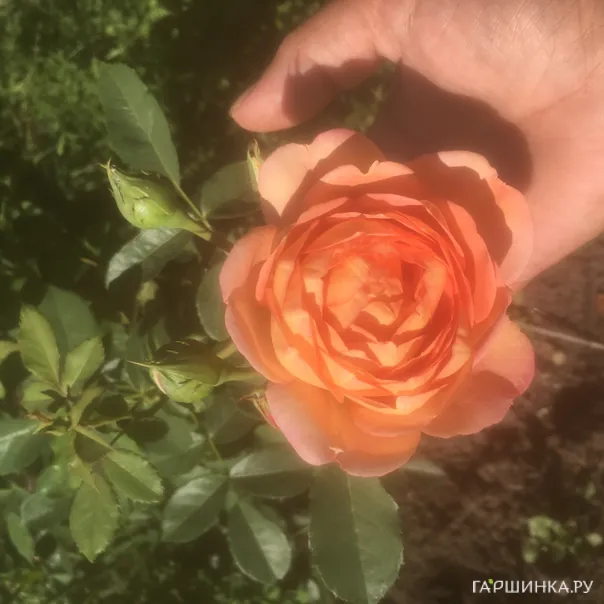 превью изображения отзыва