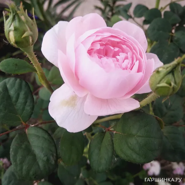 превью изображения отзыва