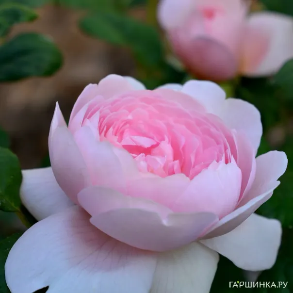 превью изображения отзыва