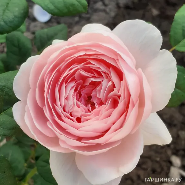 превью изображения отзыва