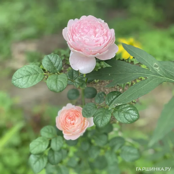 превью изображения отзыва